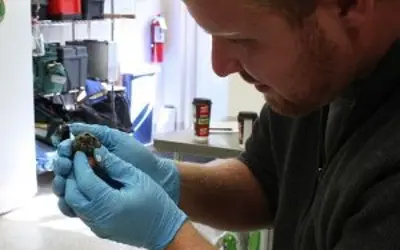 zoo staff holding a newly hatched sulaweski forest turtle