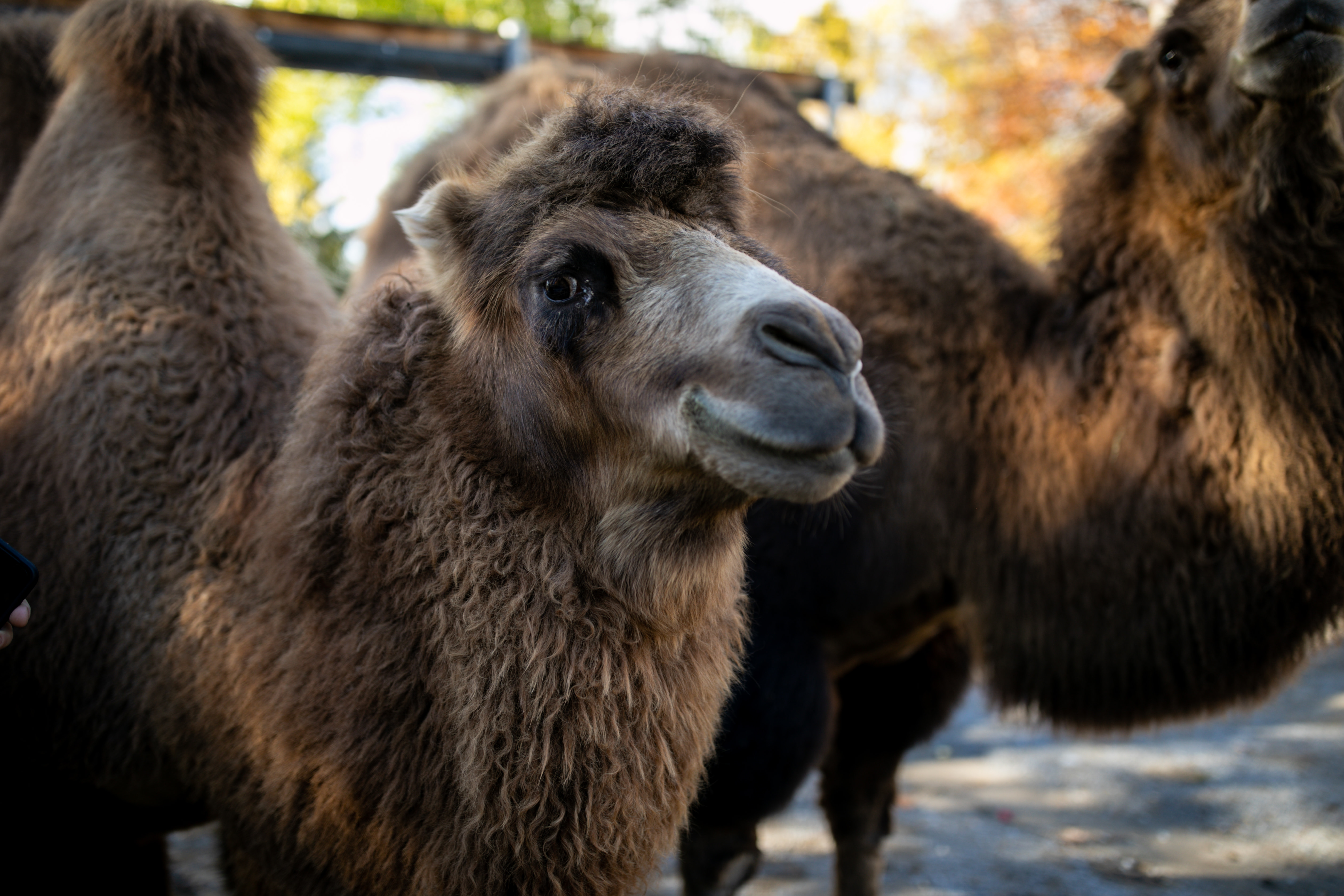 sloth hanging upside down