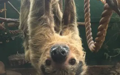 sloth hanging upside down