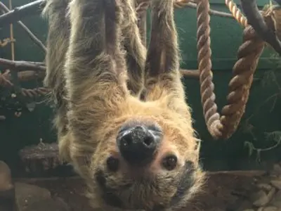 sloth hanging upside down