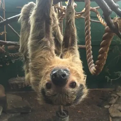 sloth hanging upside down