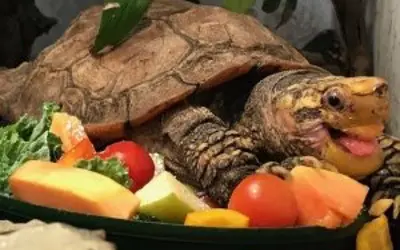 sulaweski forest turtle eating fruit