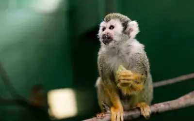 monkey on a branch