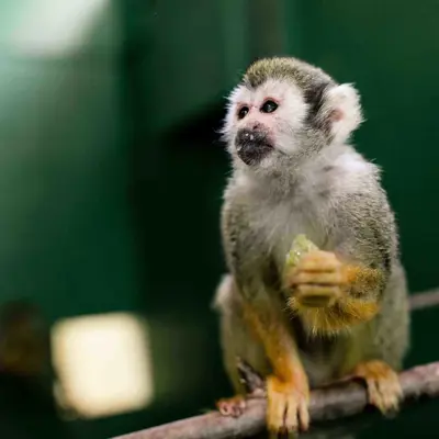 monkey on a branch