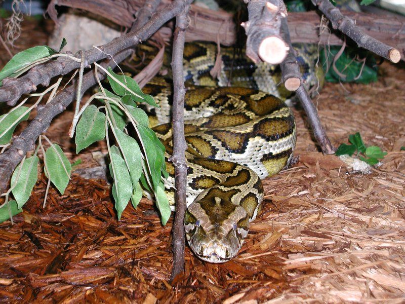 burmese python under sticks on wood shavings