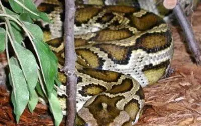burmese python under sticks on wood shavings
