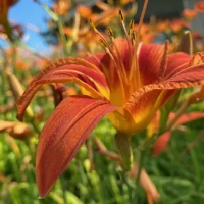 close up of day lily flower in the gardens