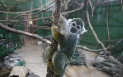 squirrel monkey on a branch