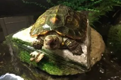 turtle sitting on a rock in a pond