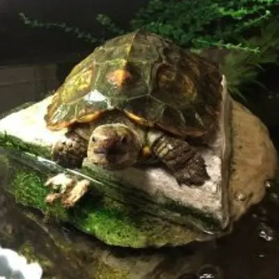 turtle sitting on a rock in a pond