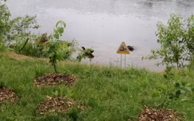 Shoreline with new plants and signs about erosion