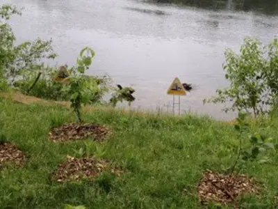 Shoreline with new plants and signs about erosion