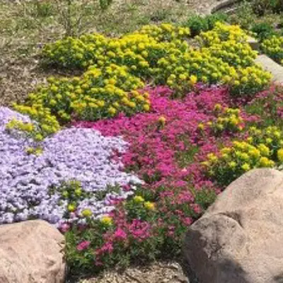 bright pink and light purple flowering ground cover